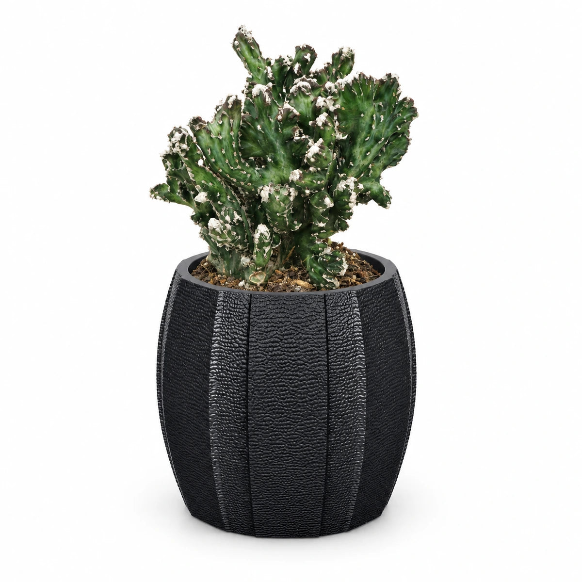 Monvilea speg. 'cristata' 8.5cm + Capi elegant wide arc anthracite 12cm (BARA292)