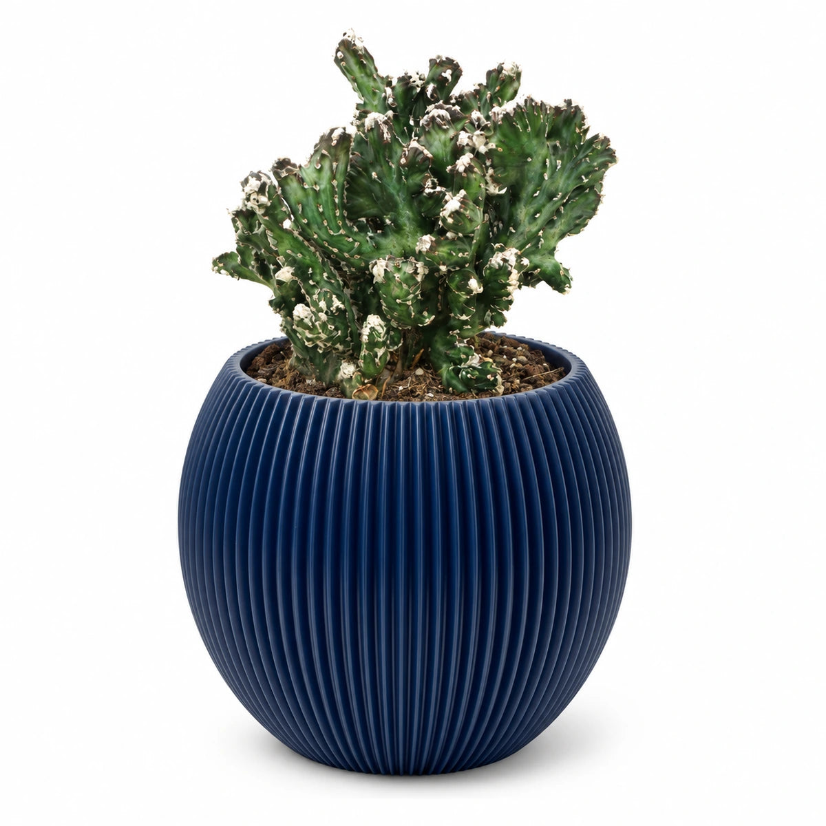 Monvilea speg. 'cristata' 8.5cm + Capi Vase ball groove dark blue 13cm (BGVDB109)