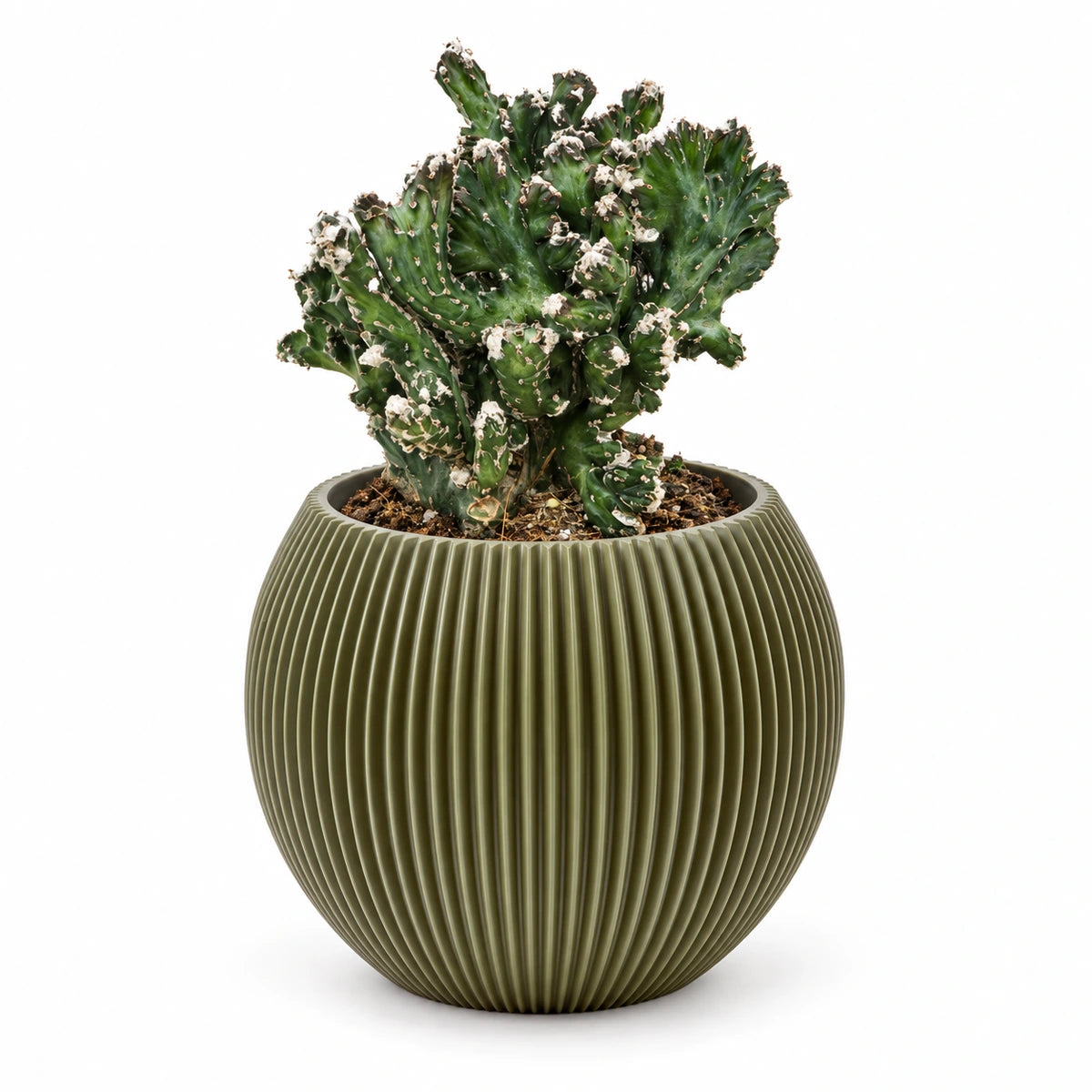 Monvilea speg. 'cristata' 8.5cm + Capi Vase ball groove green 13cm (BGVGN109)