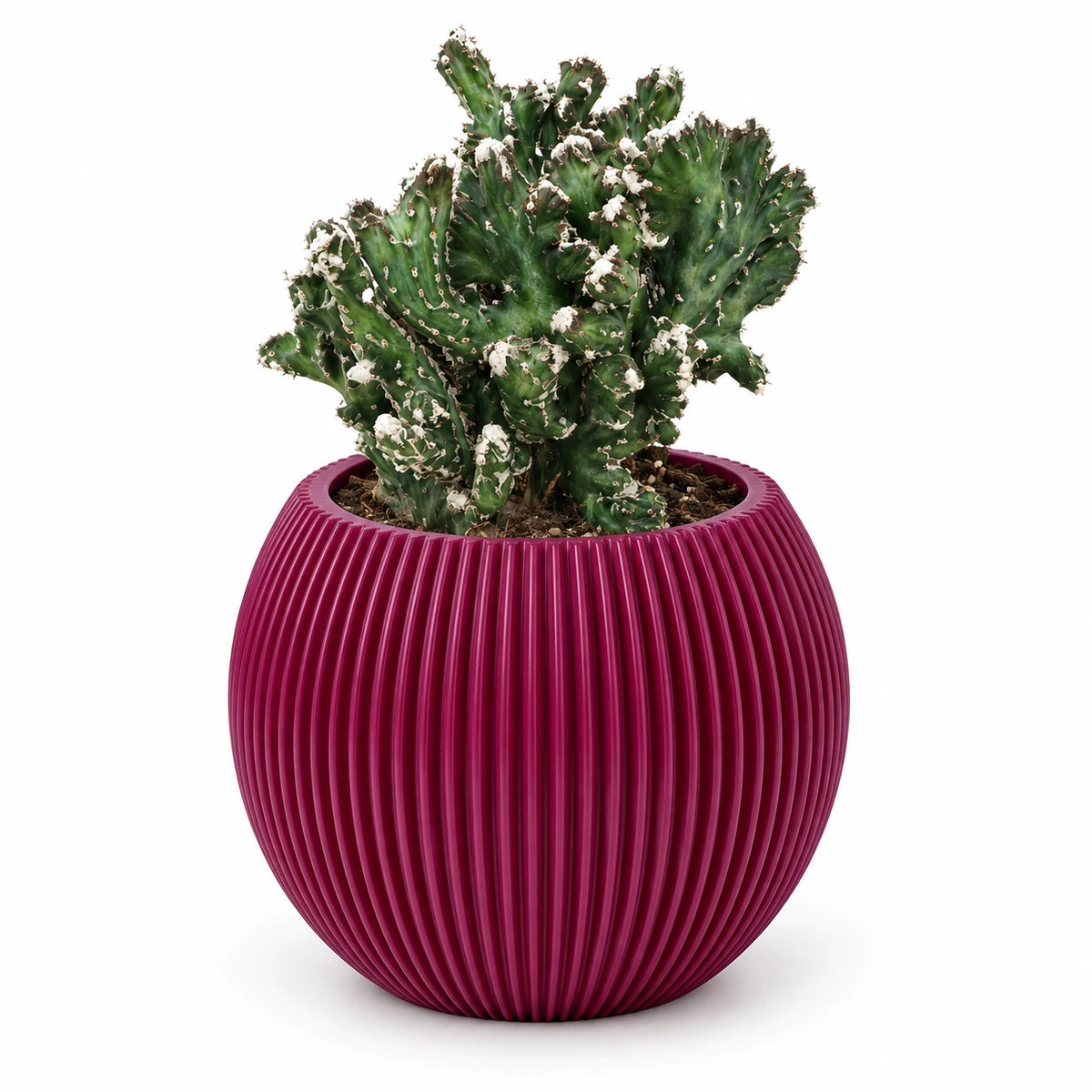 Monvilea speg. 'cristata' 8.5cm + Capi Vase ball groove purple 13cm (BGVP109)