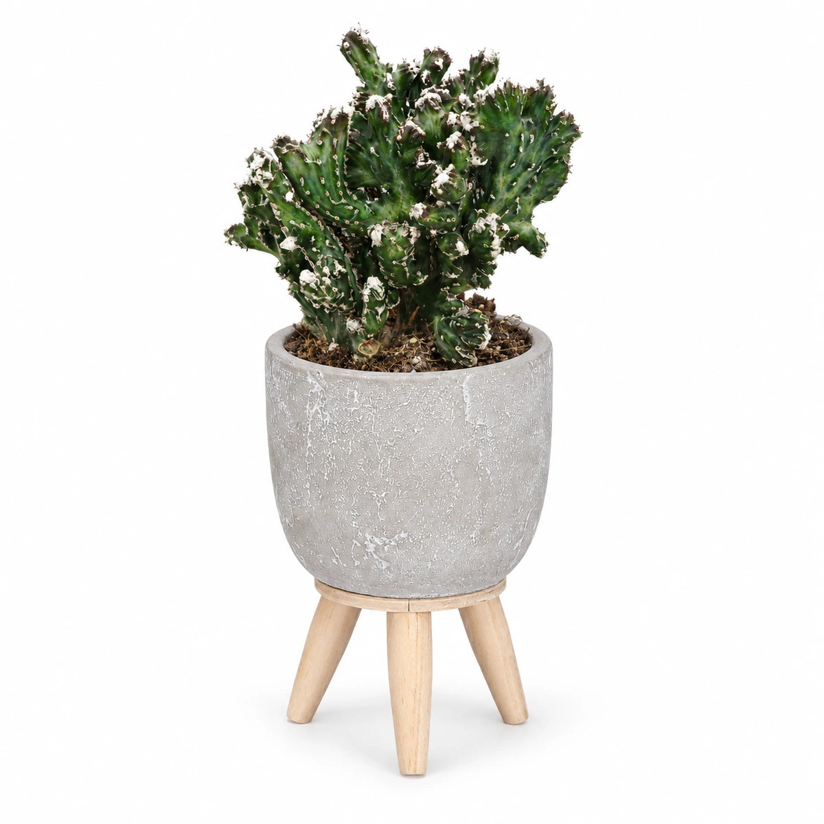 Monvilea speg. 'cristata' 8.5cm + Jimmy on stand l.grey 10.5cm (1095042)