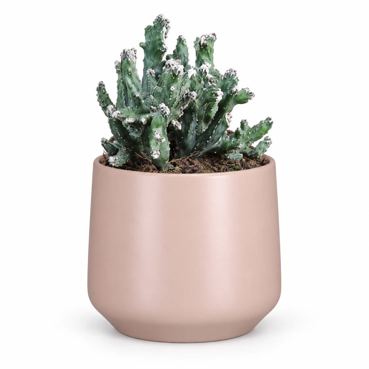 Monvillea spegazzinii mostruosa 12cm + Amber l. pink matt 14.5cm (1094378)