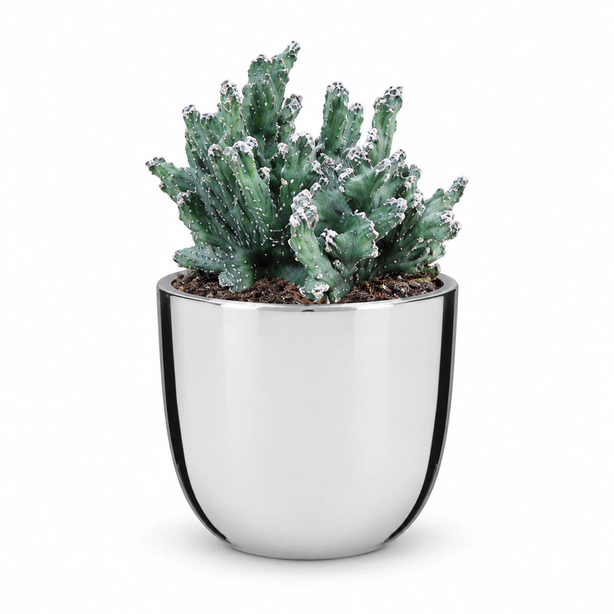 Monvillea spegazzinii mostruosa 12cm + Chaz silver 15.5cm (116702)