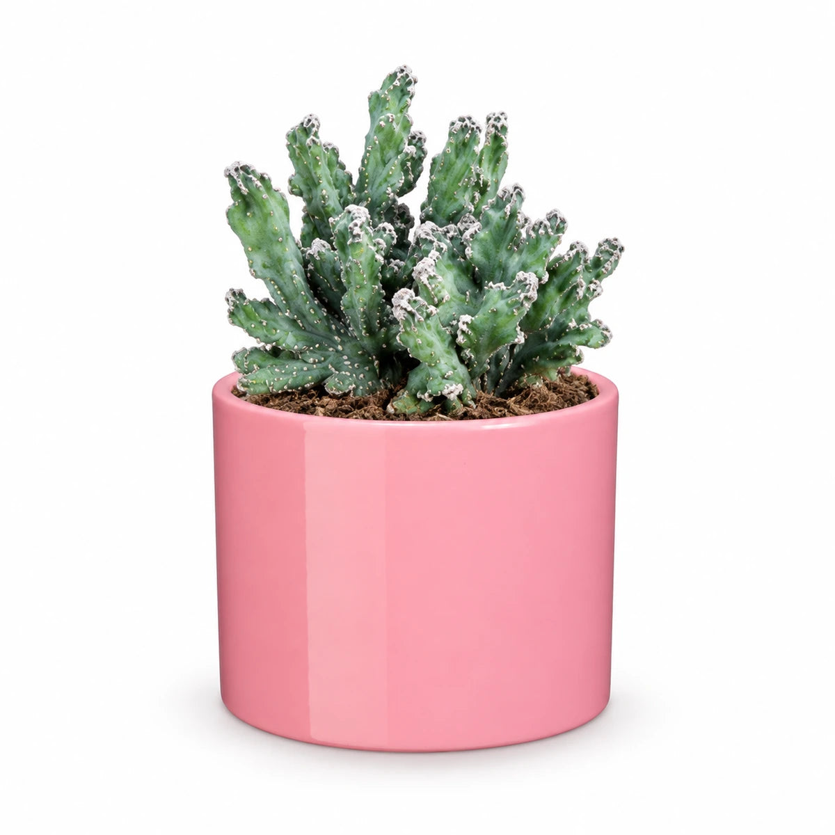 Monvillea spegazzinii mostruosa 12cm + Era pink 12cm (1135539)
