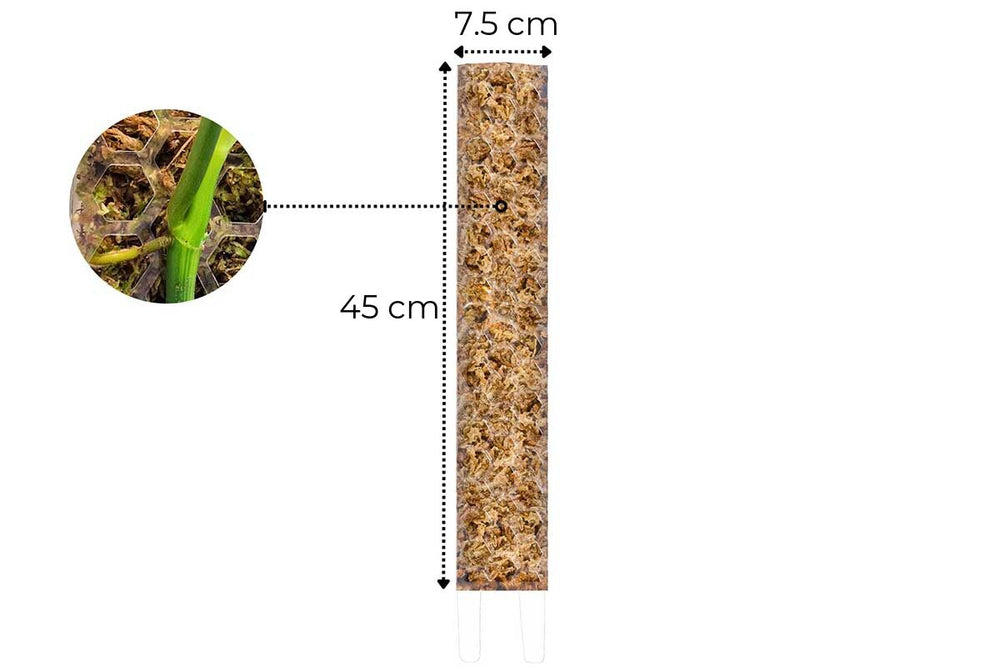 PlantScraper Crystal Clear Moss Pole Classic Large