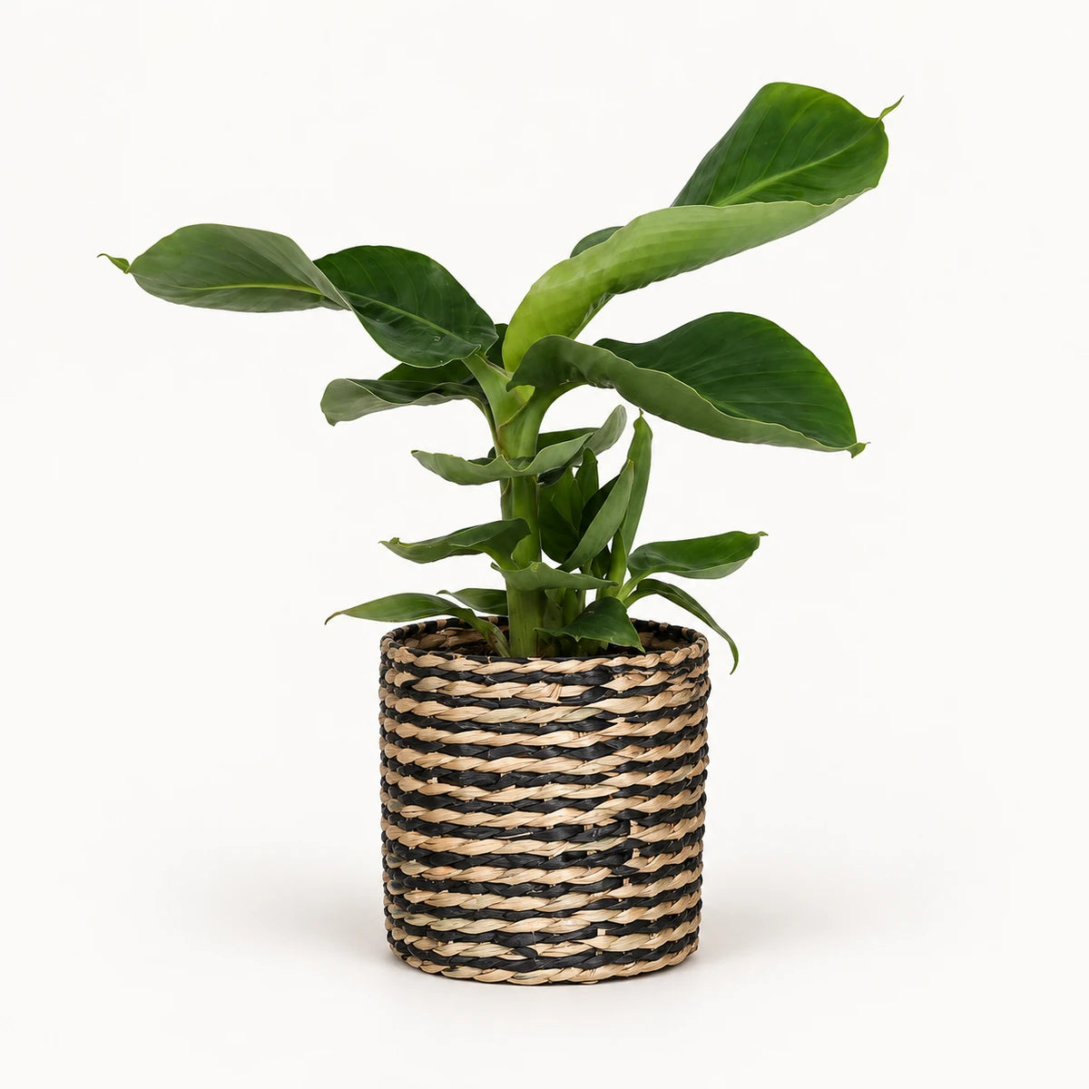 Musa 'oriental dwarf' 12cm + Alexis black 13cm (1102736) — 4