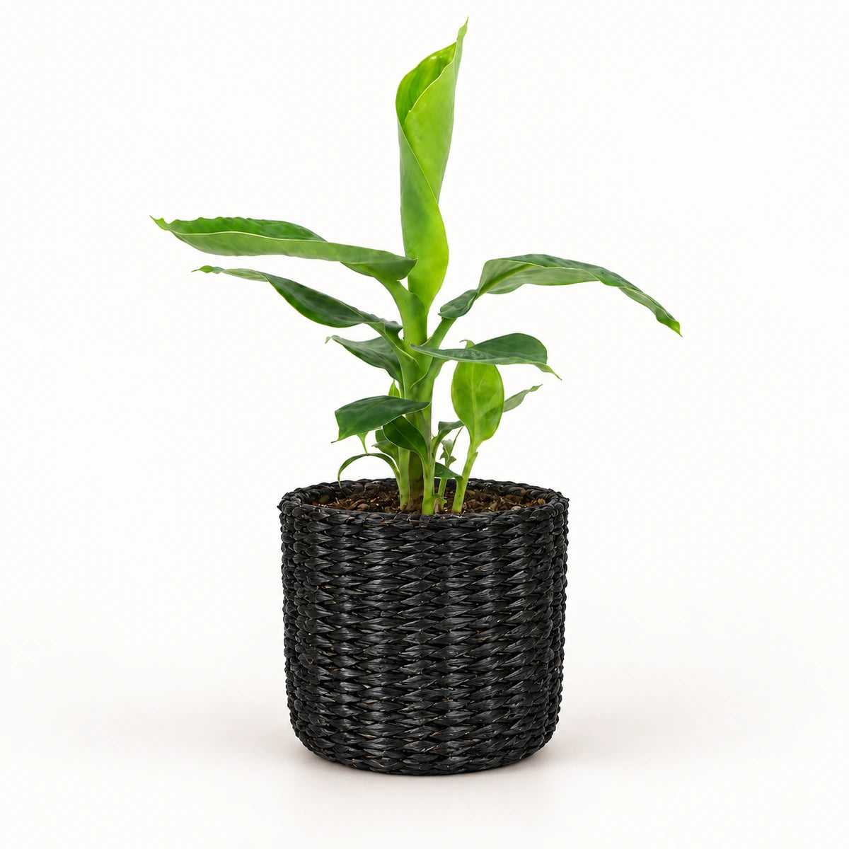 Musa tropicana 12cm + Alexis black 13cm (1102736)