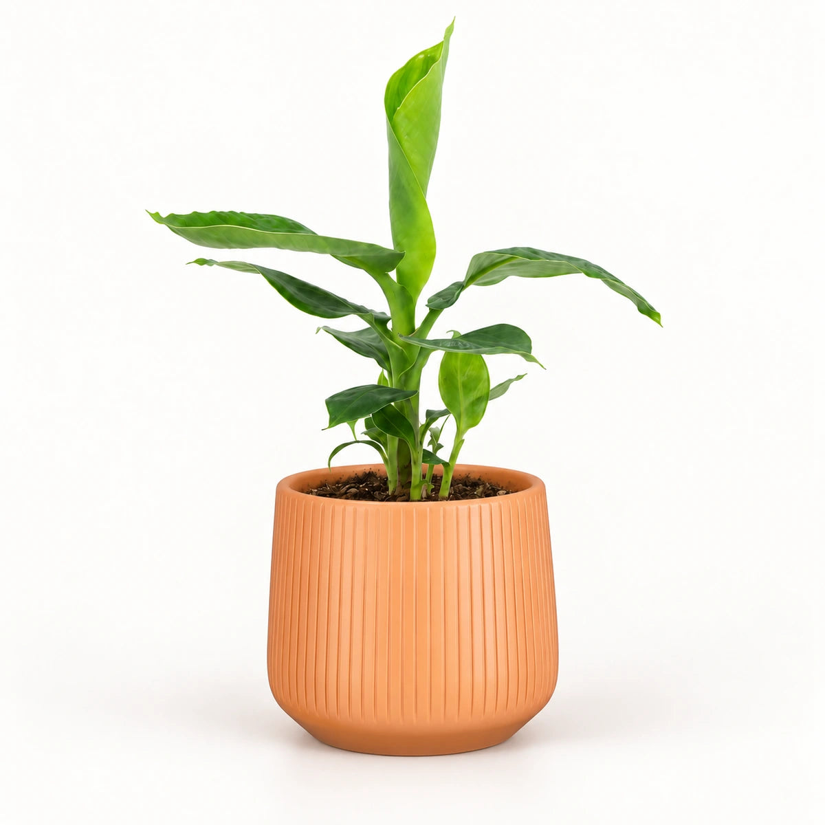 Musa tropicana 12cm + Amber orange vertical 13cm (1133678)