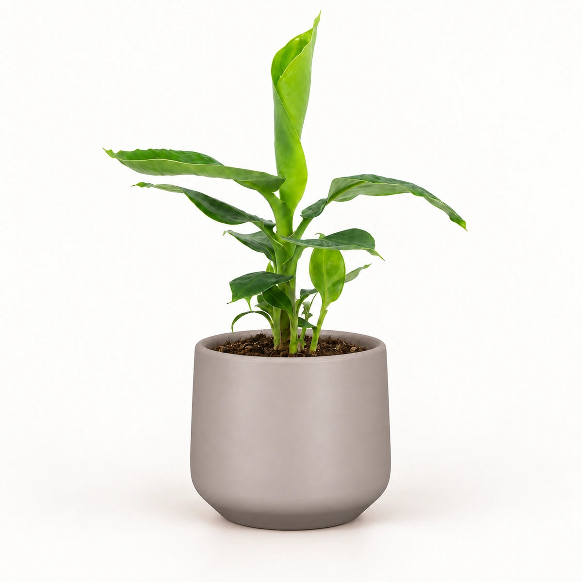 Musa tropicana 12cm + Amber taupe matt 13cm (1097322)