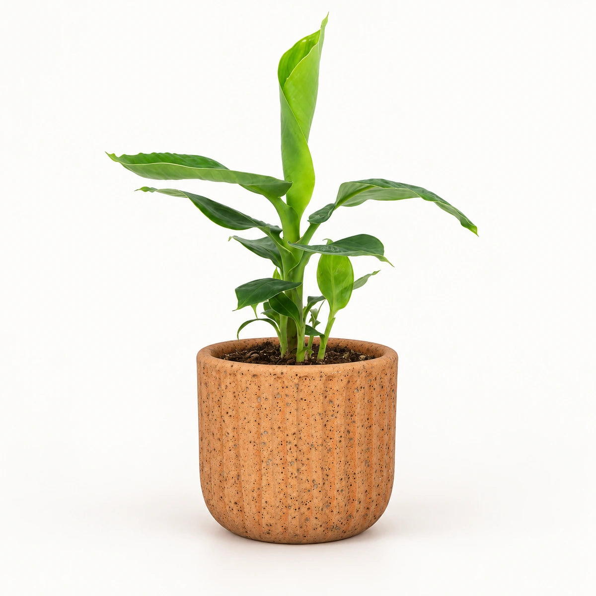 Musa tropicana 12cm + Dante l. brown 14cm