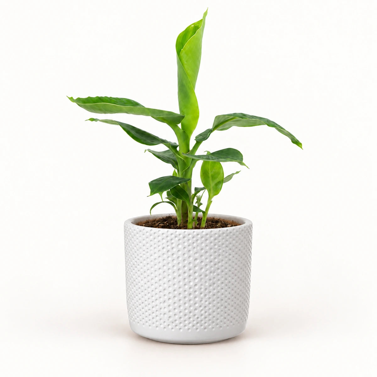 Musa tropicana 12cm + Era white relief 14cm (1051623)