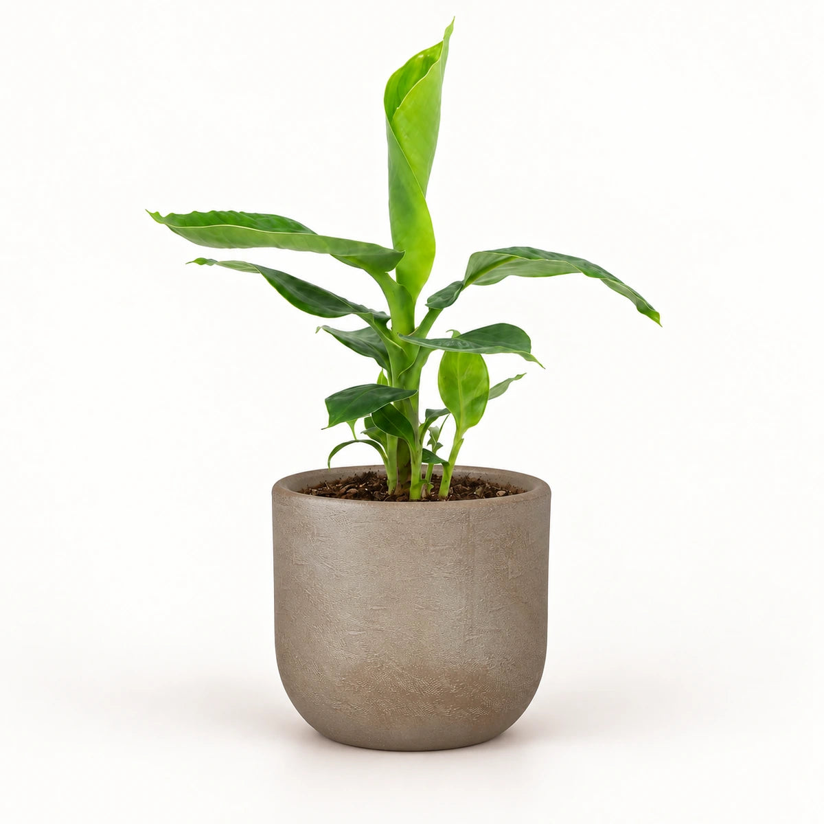 Musa tropicana 12cm + Nora taupe 14cm (1074613)