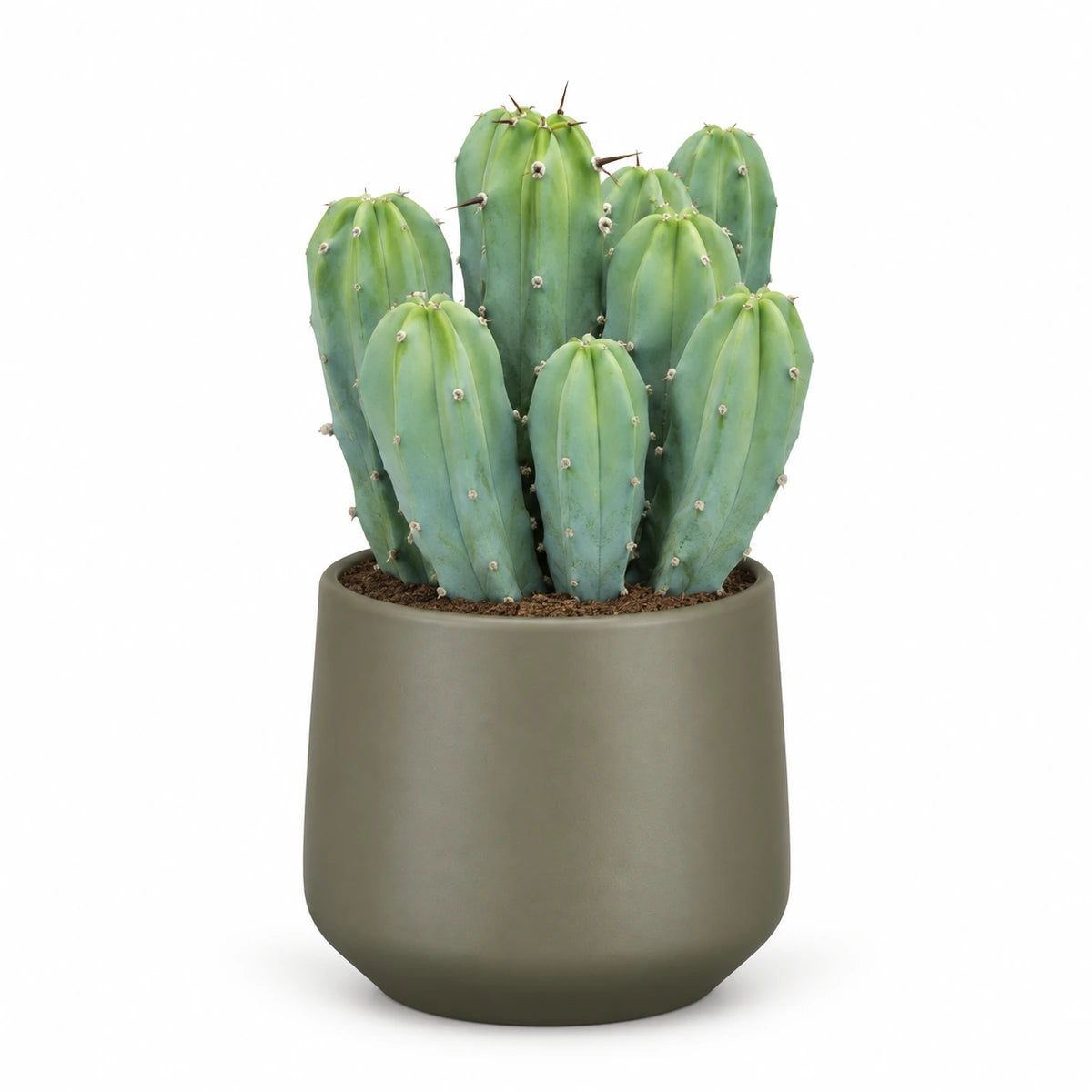 Myrtillocactus geometrizans 12cm + Amber green matt 13cm (1097324)