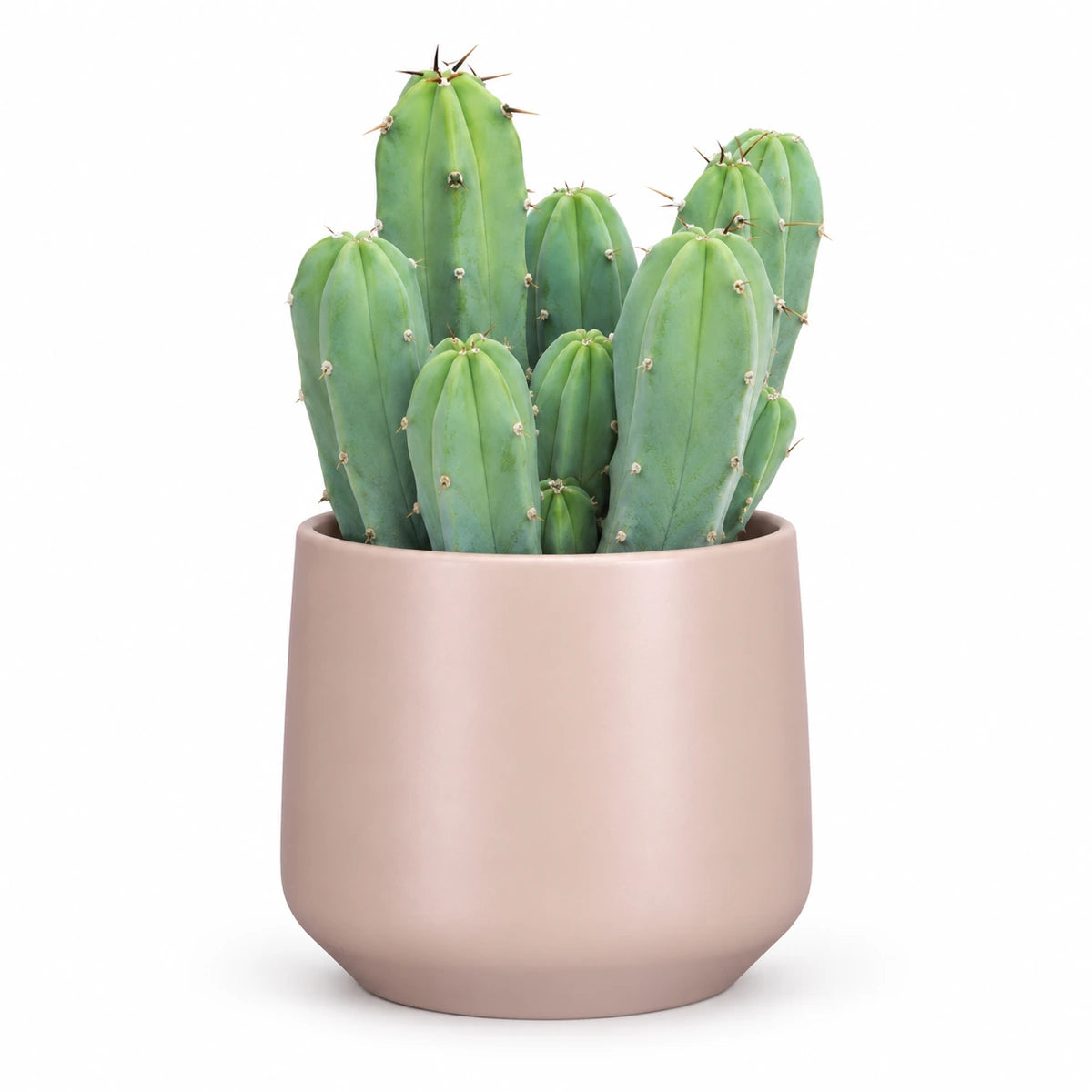 Myrtillocactus geometrizans 12cm + Amber l. pink matt 14.5cm (1094378)