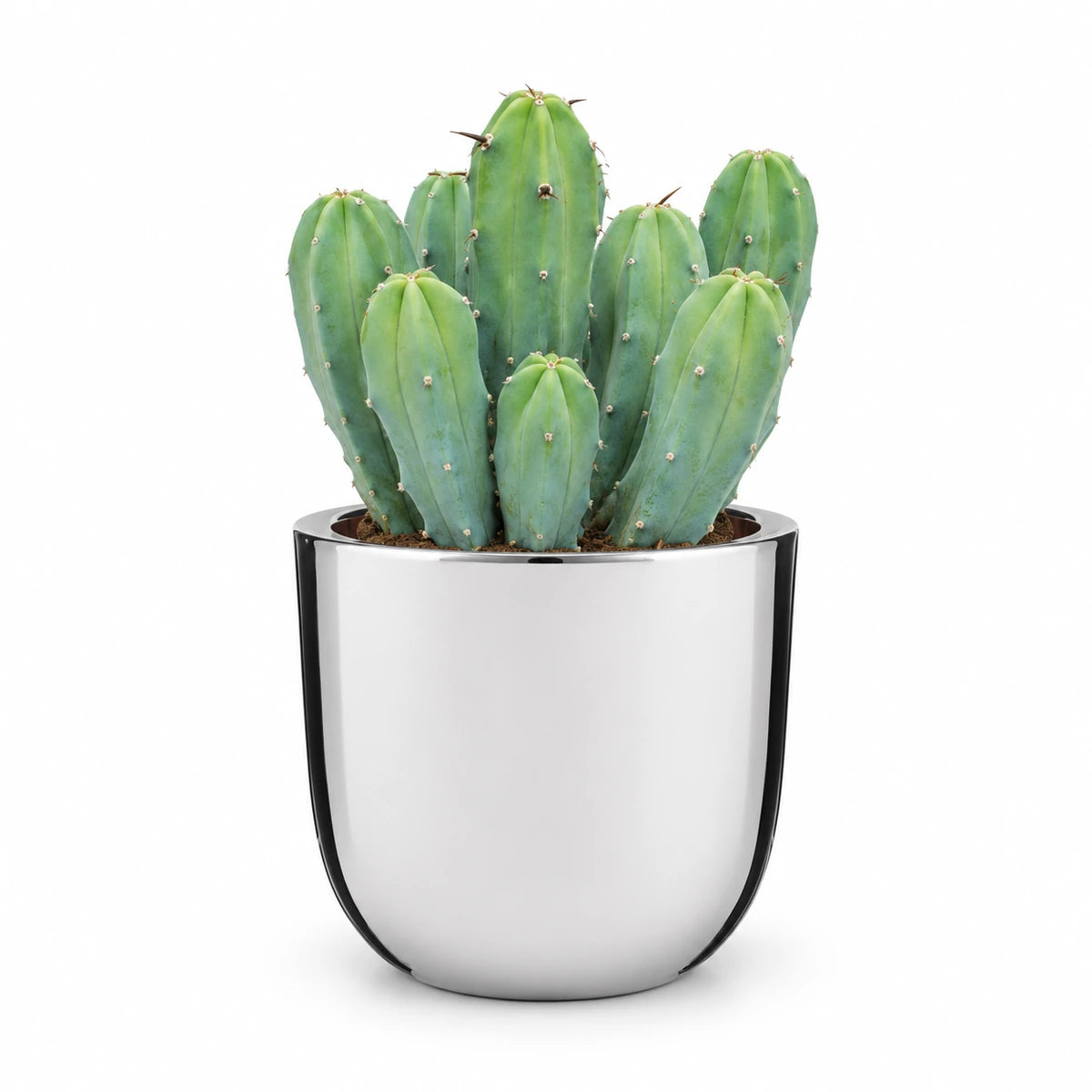 Myrtillocactus geometrizans 12cm + Chaz silver 15.5cm (116702)