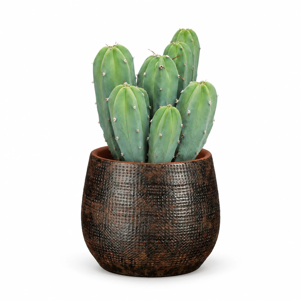 Myrtillocactus geometrizans 12cm + Enrique brown 13cm (1157584)