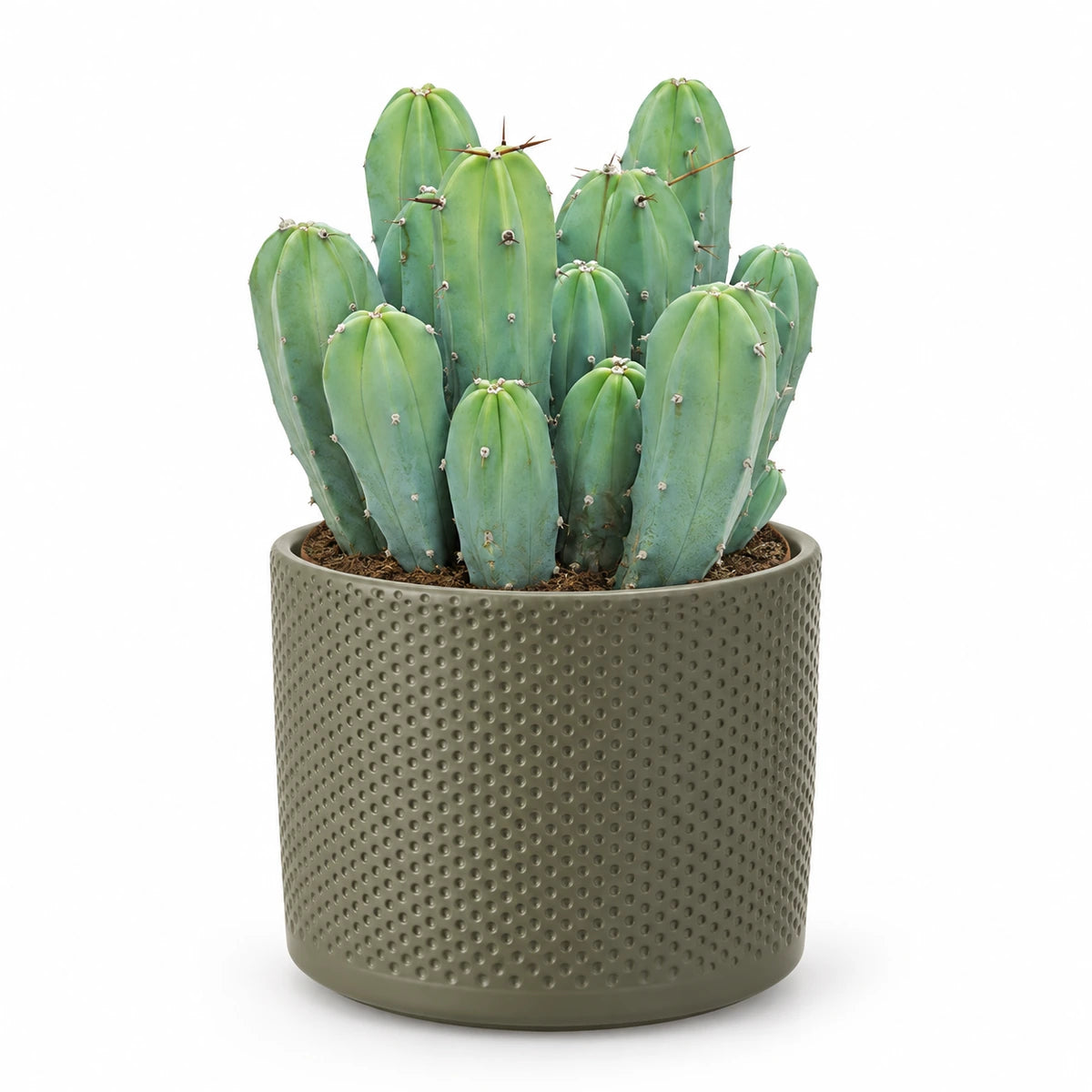 Myrtillocactus geometrizans 12cm + Era green relief 14cm (1051633)