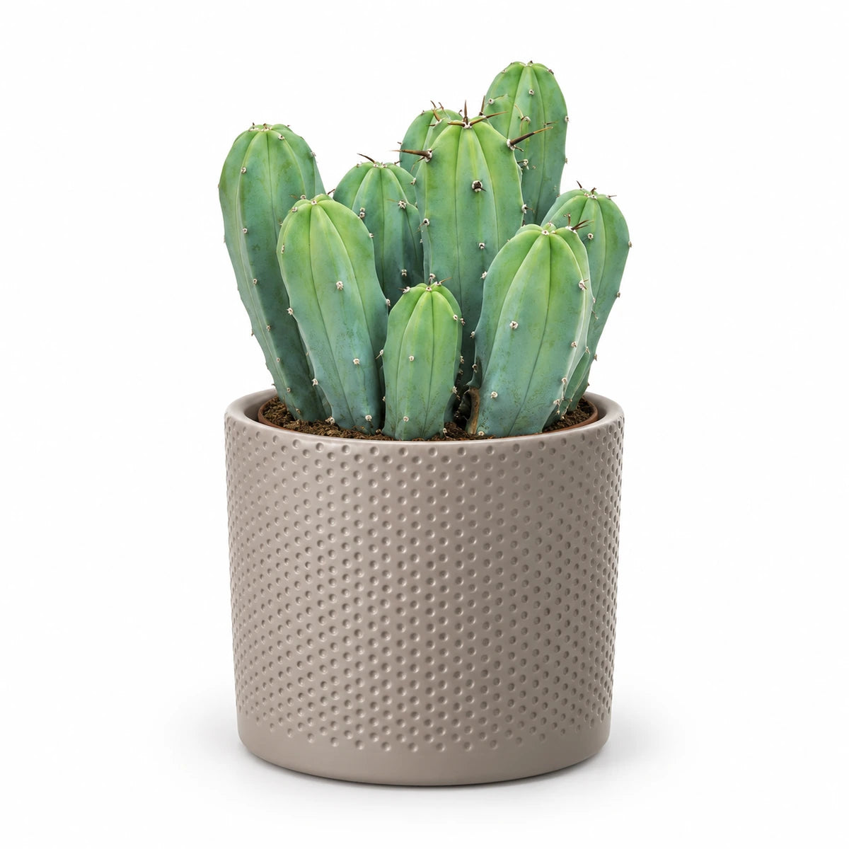 Myrtillocactus geometrizans 12cm + Era taupe relief 12cm (1051627)