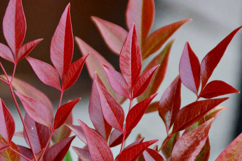 Nandina domestica 'obsessed'® - Ναντίνα