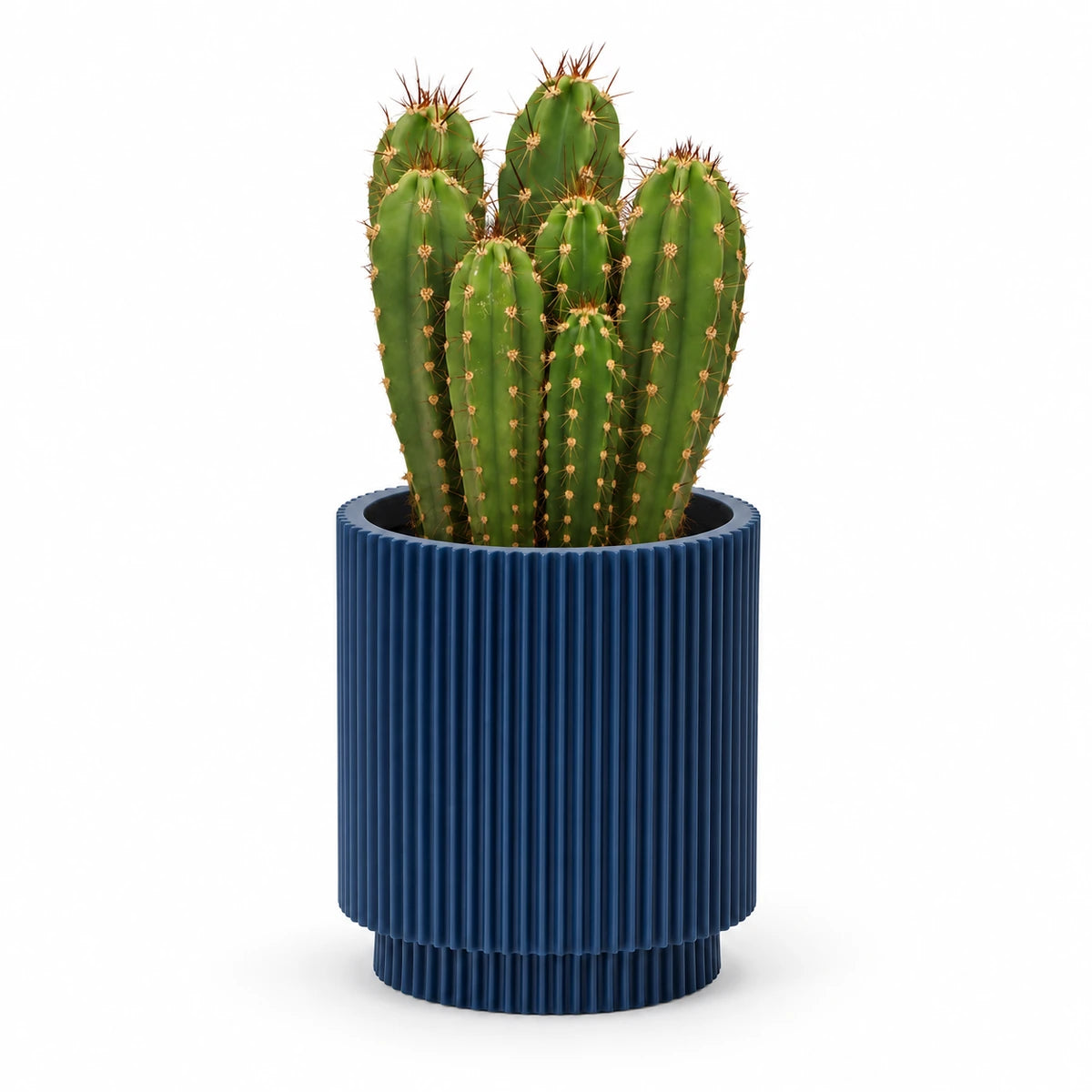 Neocardenasia herzogiana 13cm + Capi Vase cylinder groove dark blue 15cm (BGVDB313)