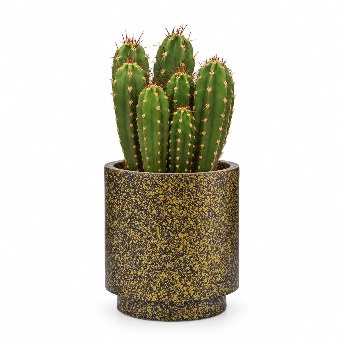 Neocardenasia herzogiana 13cm + Capi Vase cylinder Terrazzo gold 15cm (BTZG313)