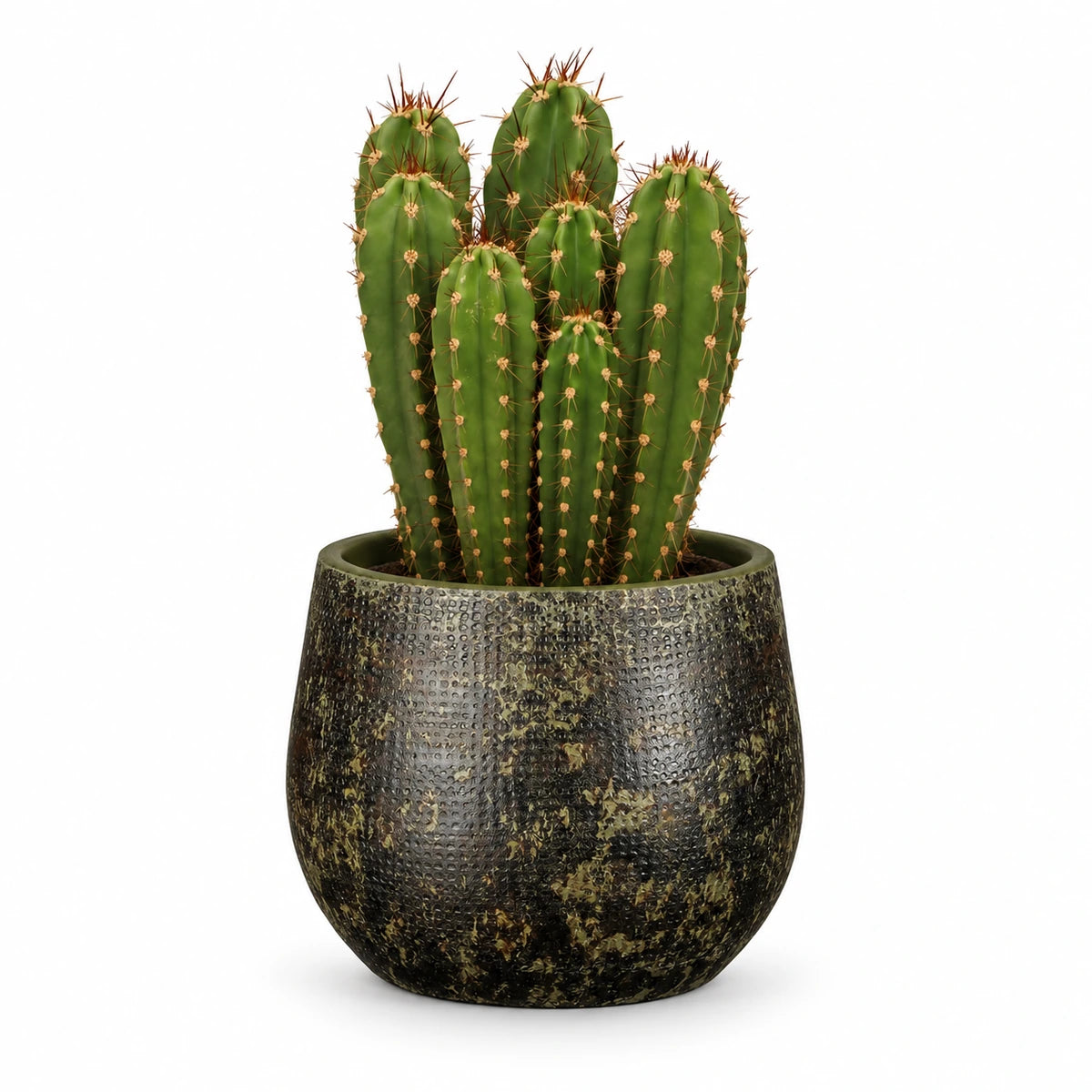 Neocardenasia herzogiana 13cm + Enrique green 14cm (1157594)