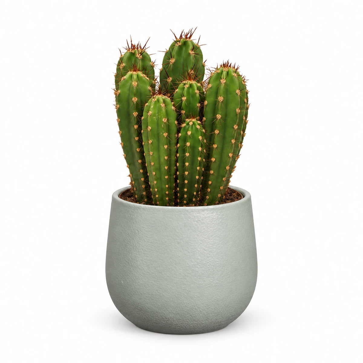 Neocardenasia herzogiana 13cm + Sevilla grey 13.5cm (1175802)
