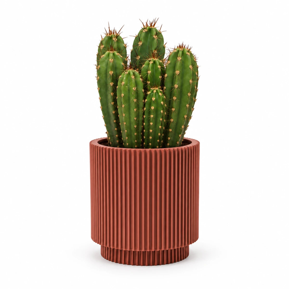 Neocardenasia herzogiana 13cm + Capi Vase cylinder groove merlot-red 15cm (BGVMR313)