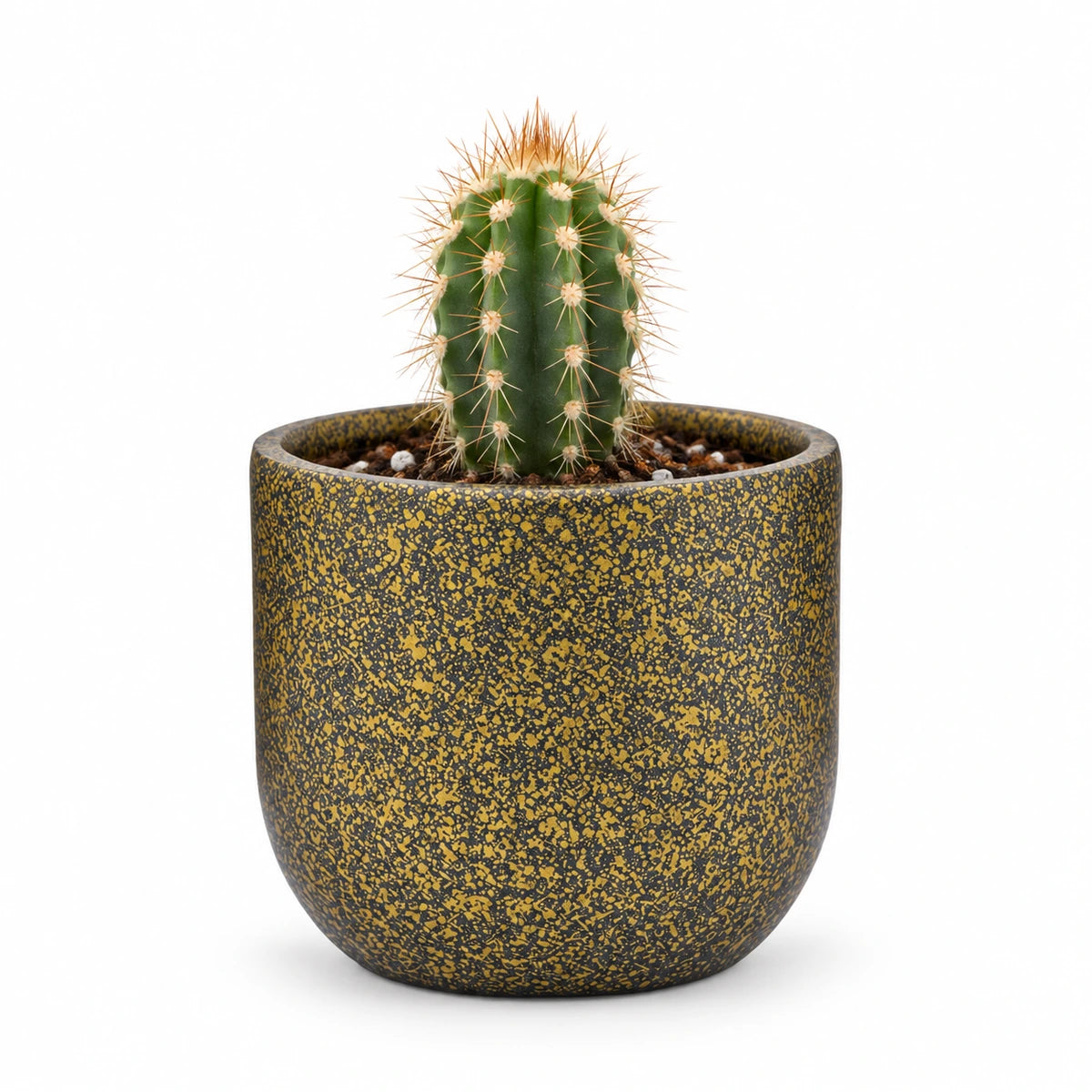 Neocardenasia herzogiana 5.5cm + Capi Planter ball Terrazzo gold 8cm (BTZG131)
