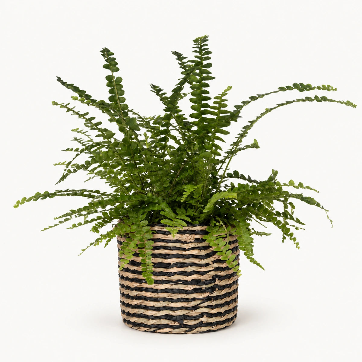 Nephrolepis 'duffii' 12cm + Alexis black 13cm (1102736)