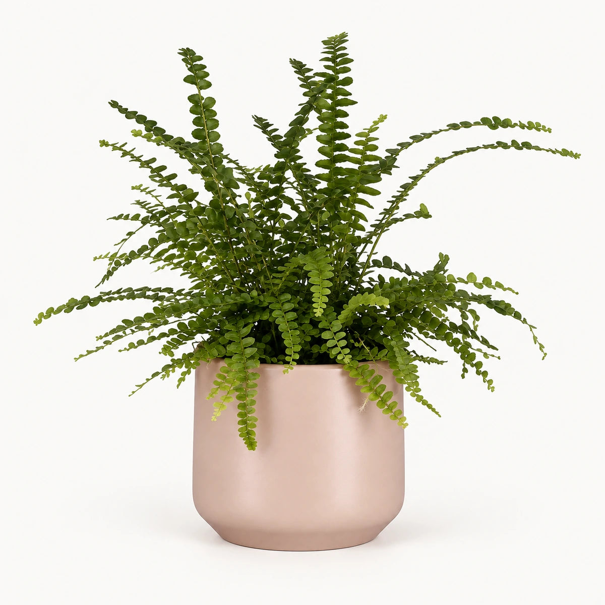 Nephrolepis 'duffii' 12cm + Amber l. pink matt 14.5cm (1094378)