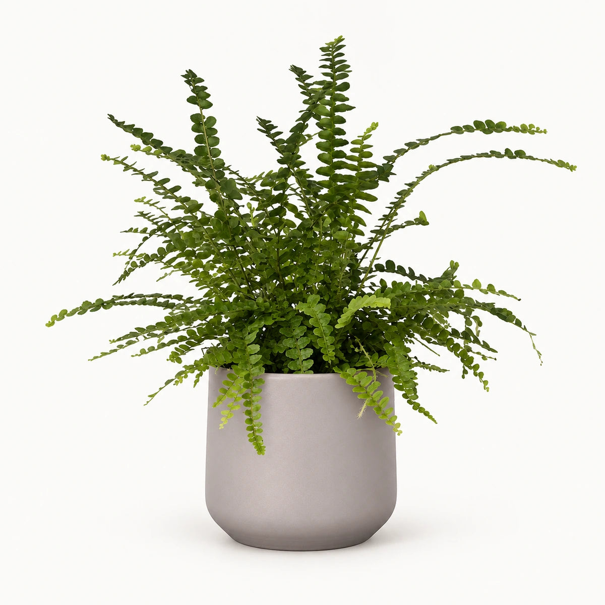 Nephrolepis 'duffii' 12cm + Amber taupe matt 12cm (1087665)