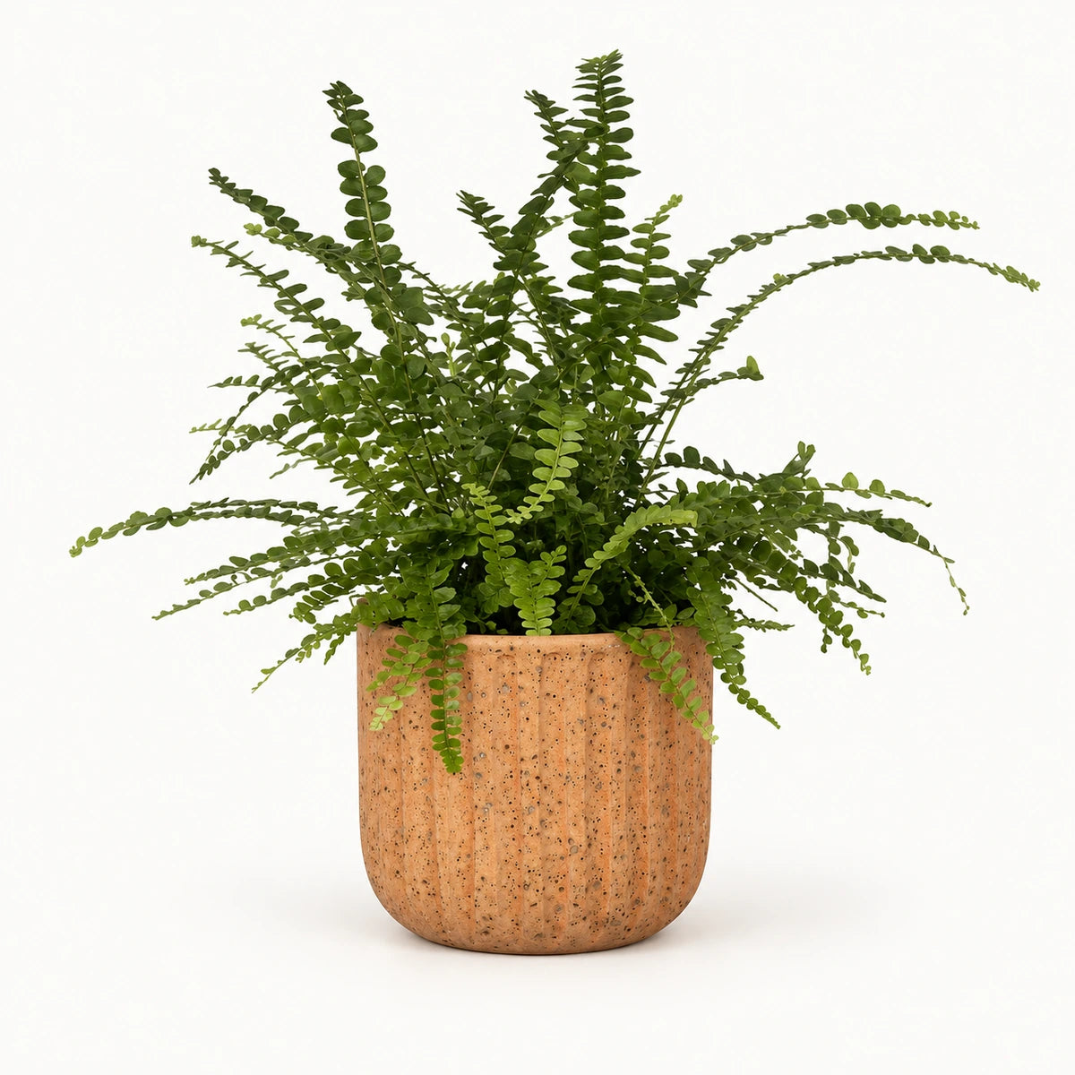 Nephrolepis 'duffii' 12cm + Dante l. brown 14cm