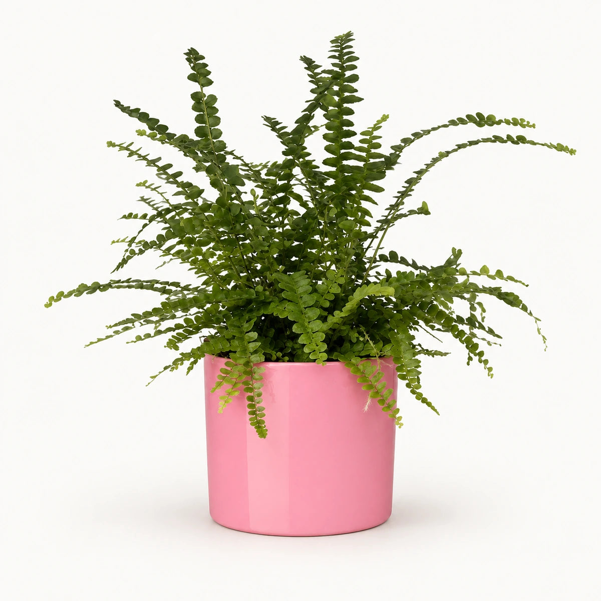 Nephrolepis 'duffii' 12cm + Era pink 12cm (1135539)
