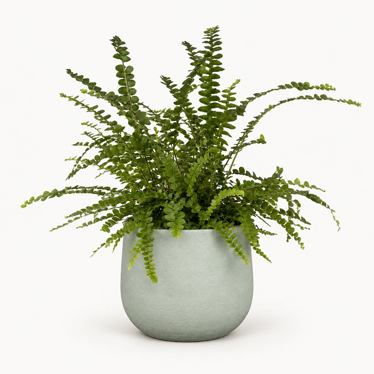 Nephrolepis 'duffii' 12cm + Sevilla grey 12.5cm (1175801)