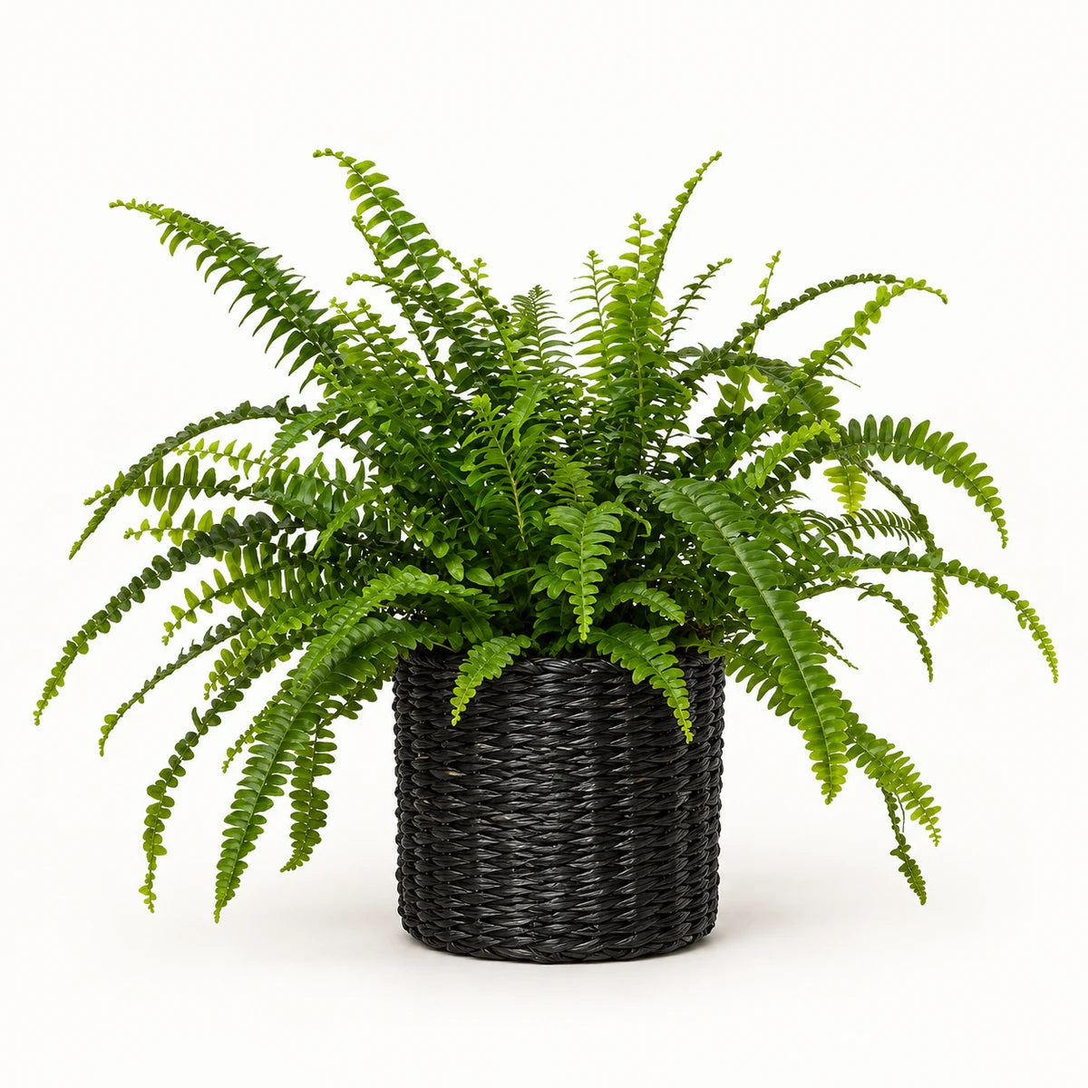 Nephrolepis 'green lady' 12cm + Alexis black 13cm (1102736) — 3