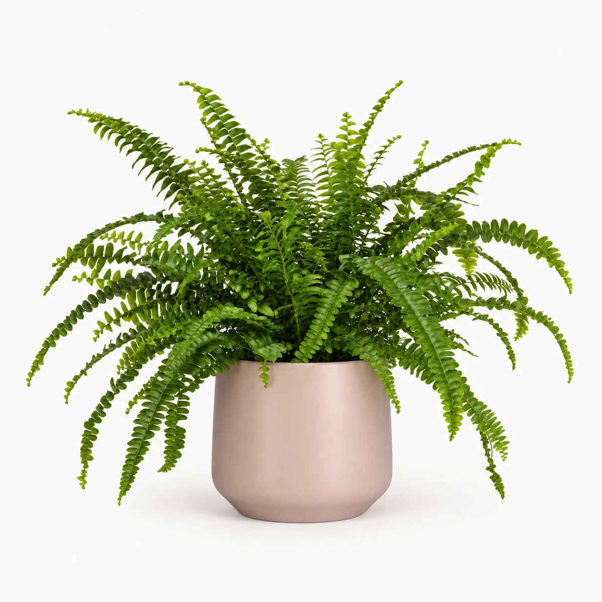 Nephrolepis 'green lady' 12cm + Amber l. pink matt 14.5cm (1094378)