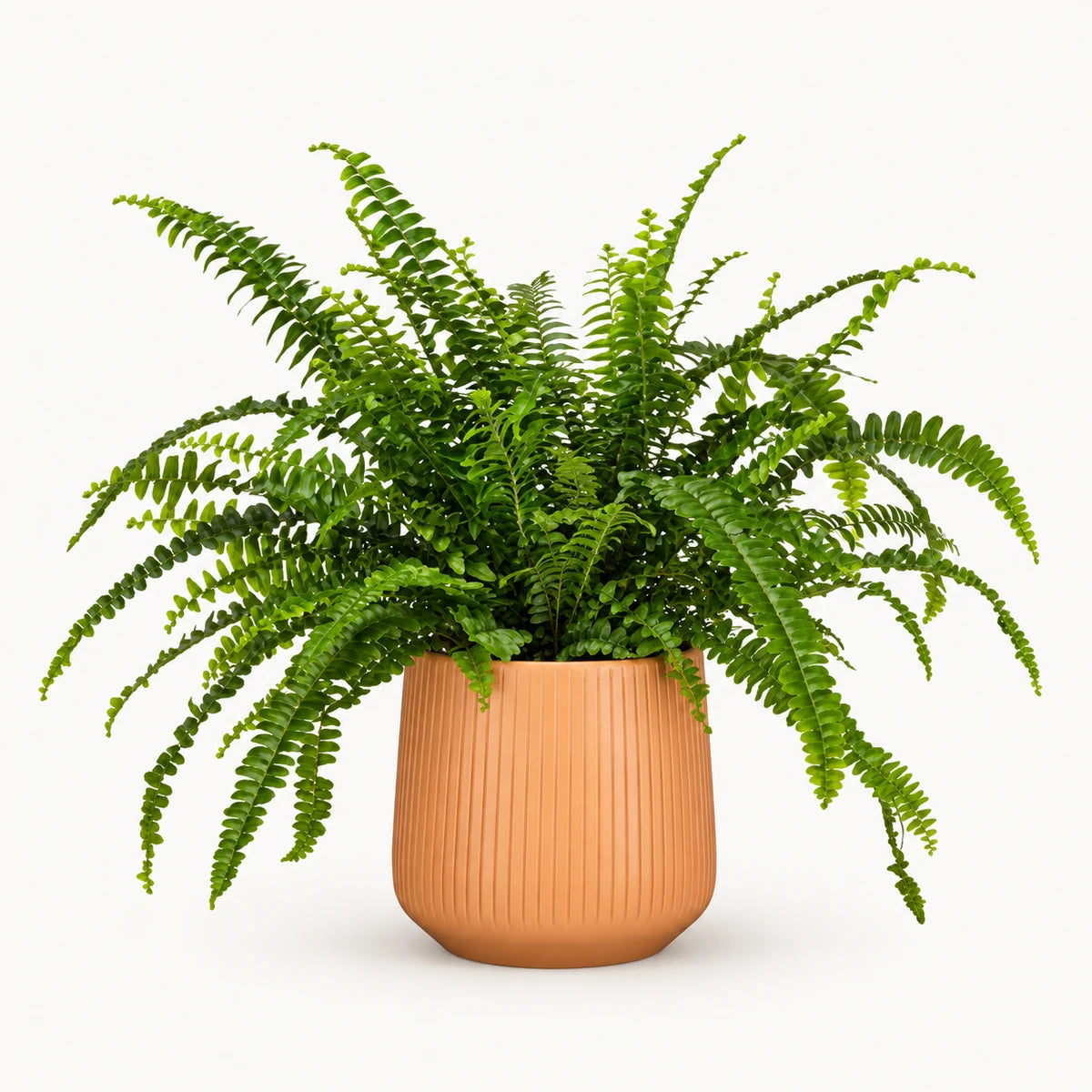 Nephrolepis 'green lady' 12cm + Amber orange vertical 13cm (1133678)
