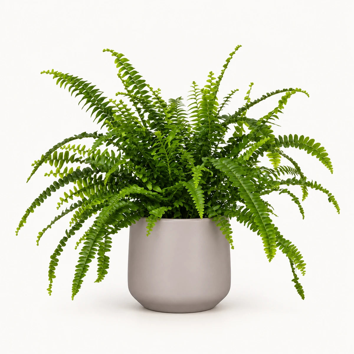 Nephrolepis 'green lady' 12cm + Amber taupe matt 13cm (1097322)
