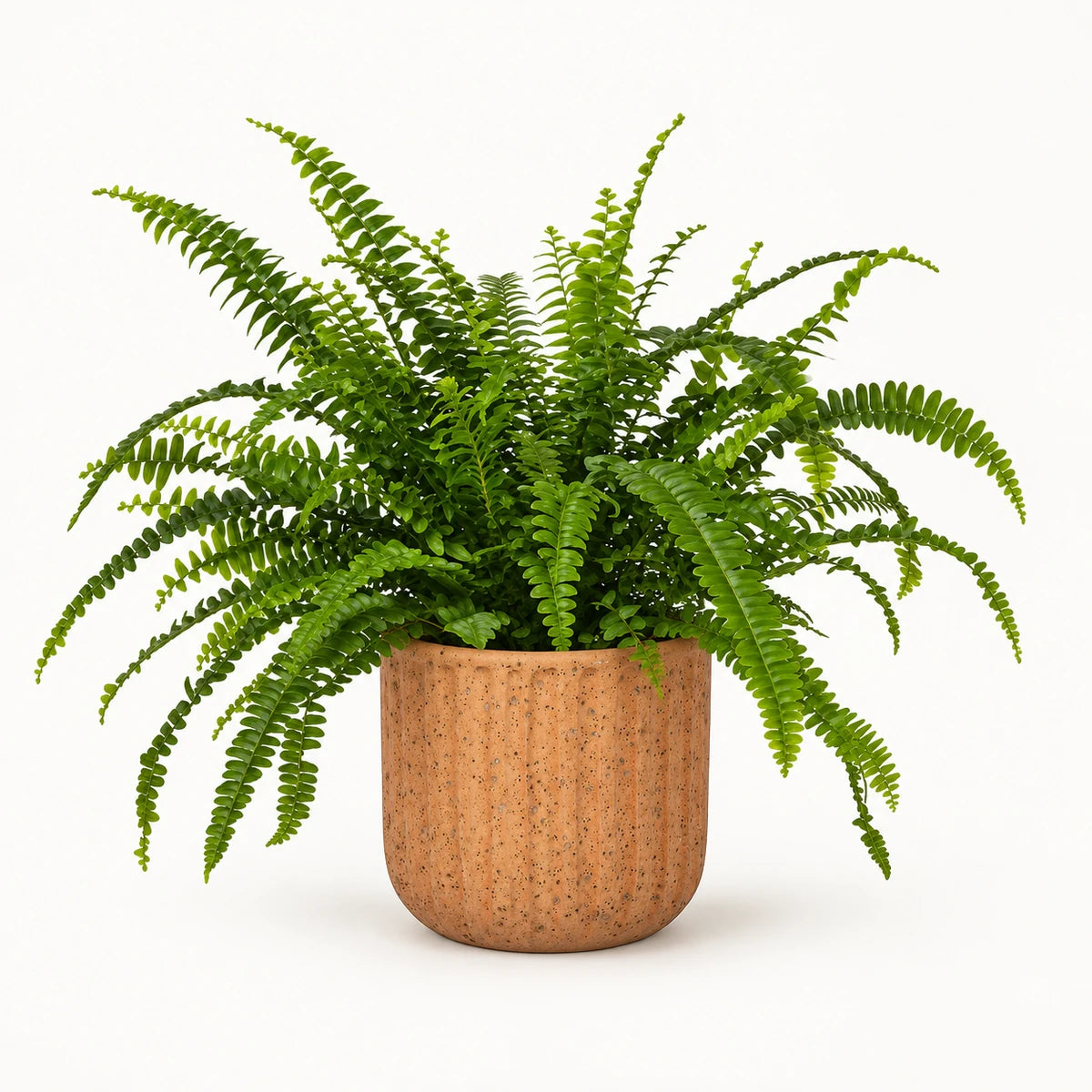Nephrolepis 'green lady' 12cm + Dante l. brown 14cm