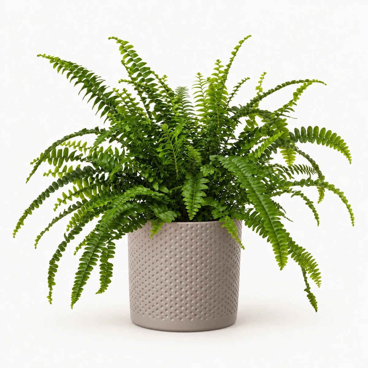 Nephrolepis 'green lady' 12cm + Era taupe relief 12cm (1051627)