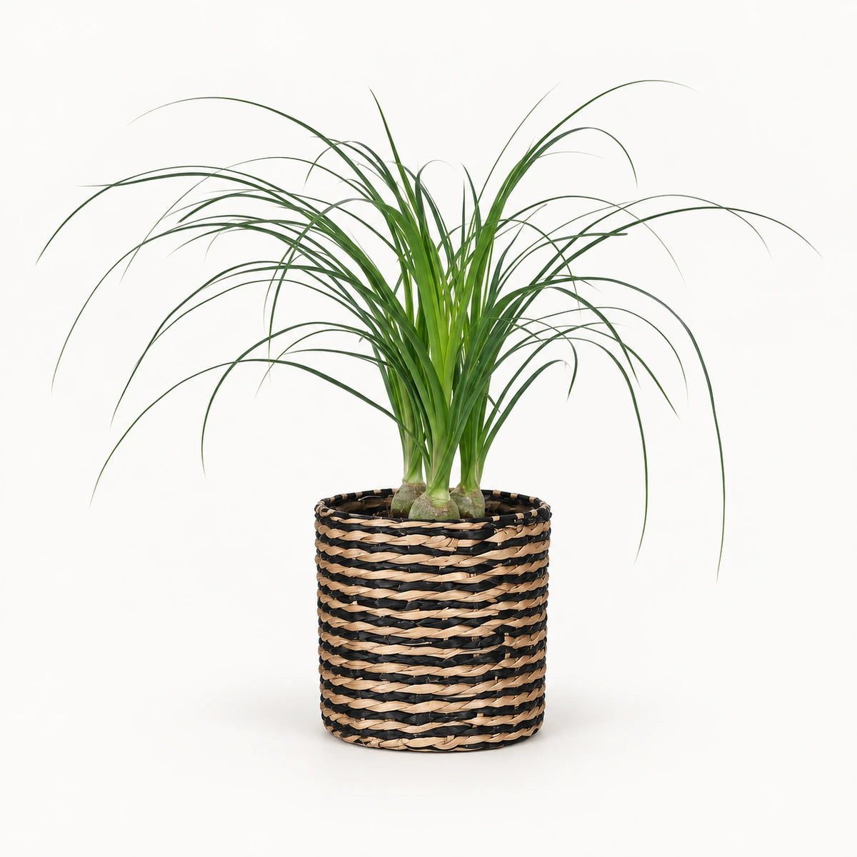 Nolina recurvata 12cm + Alexis black 13cm (1102736)