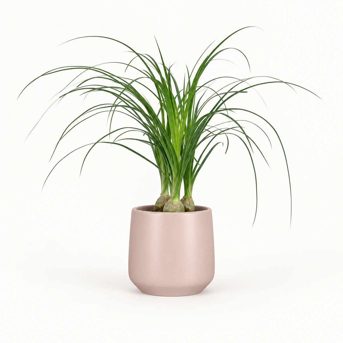 Nolina recurvata 12cm + Amber l. pink matt 13cm (1097325)
