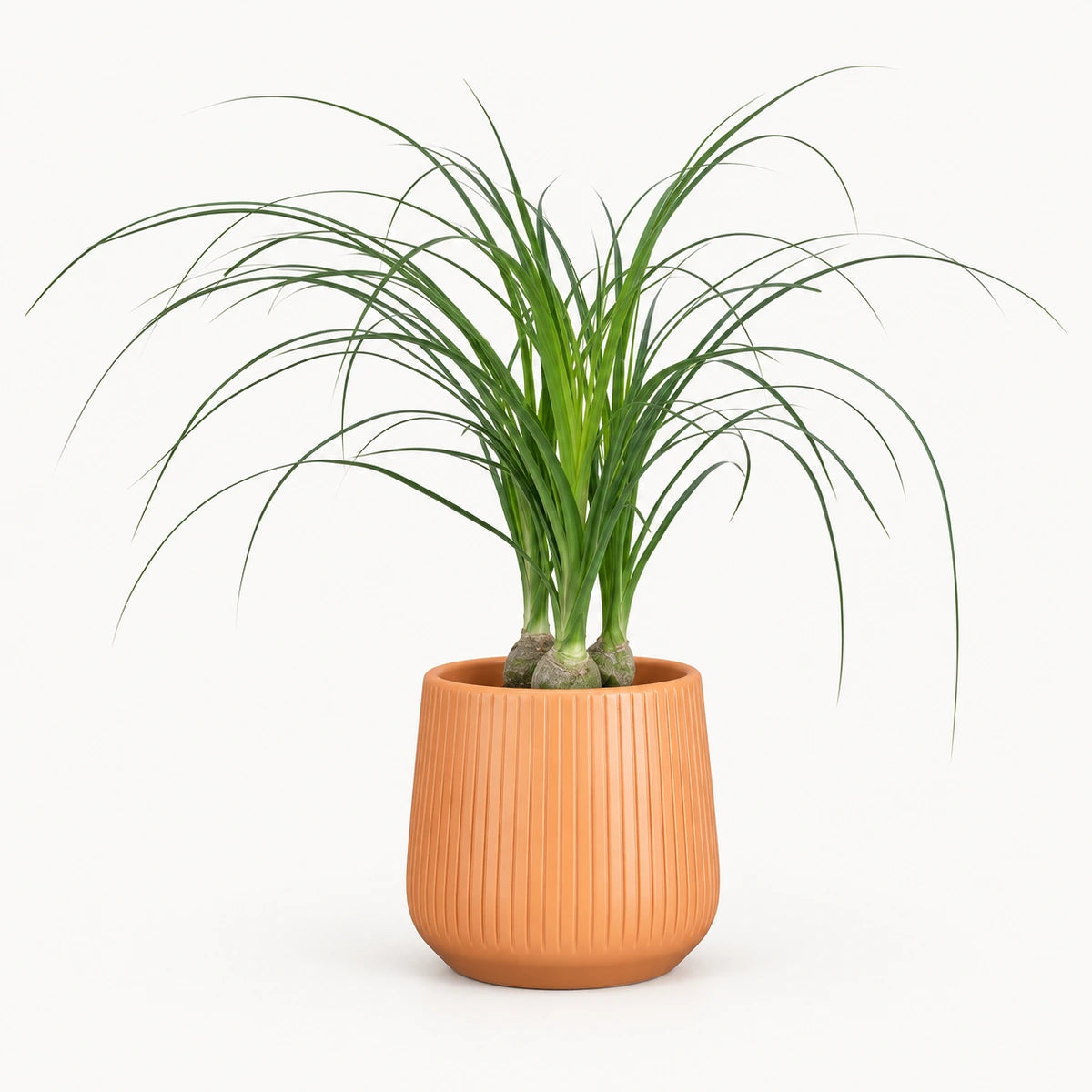Nolina recurvata 12cm + Amber orange vertical 13cm (1133678)