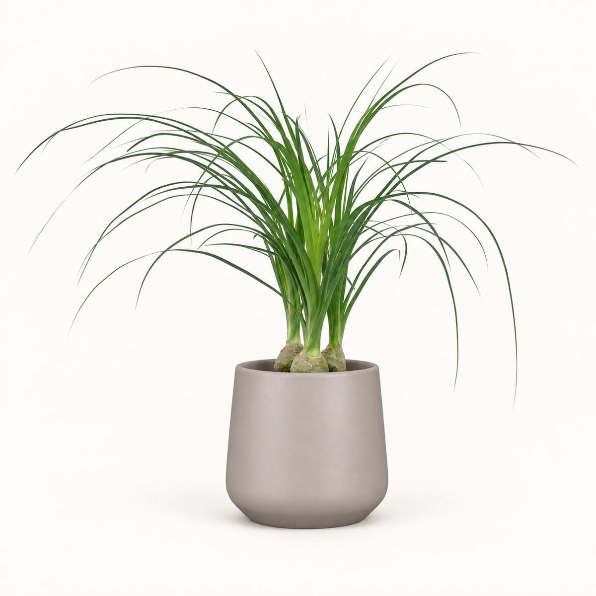 Nolina recurvata 12cm + Amber taupe matt 12cm (1087665)