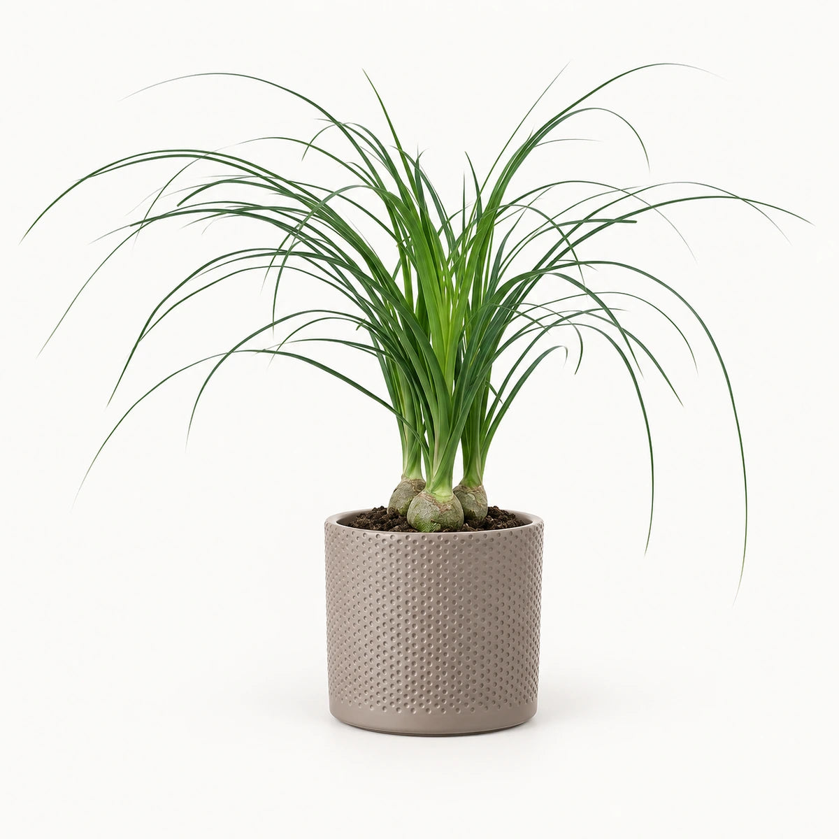 Nolina recurvata 12cm + Era taupe relief 12cm (1051627)