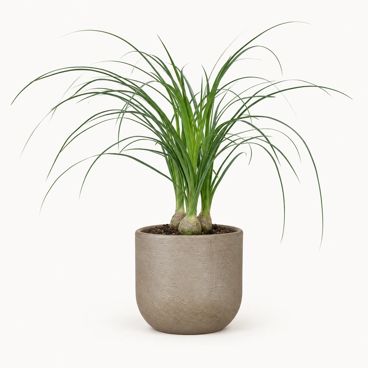Nolina recurvata 12cm + Nora taupe 14cm (1074613)