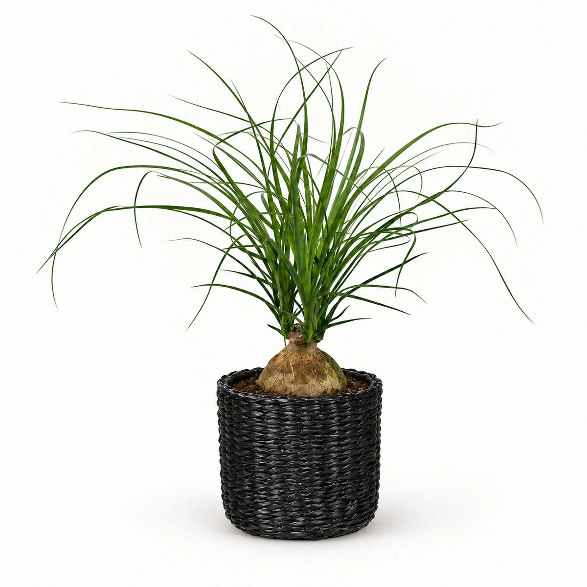 Nolina recurvata 'ball' 12cm + Alexis black 13cm (1102736)