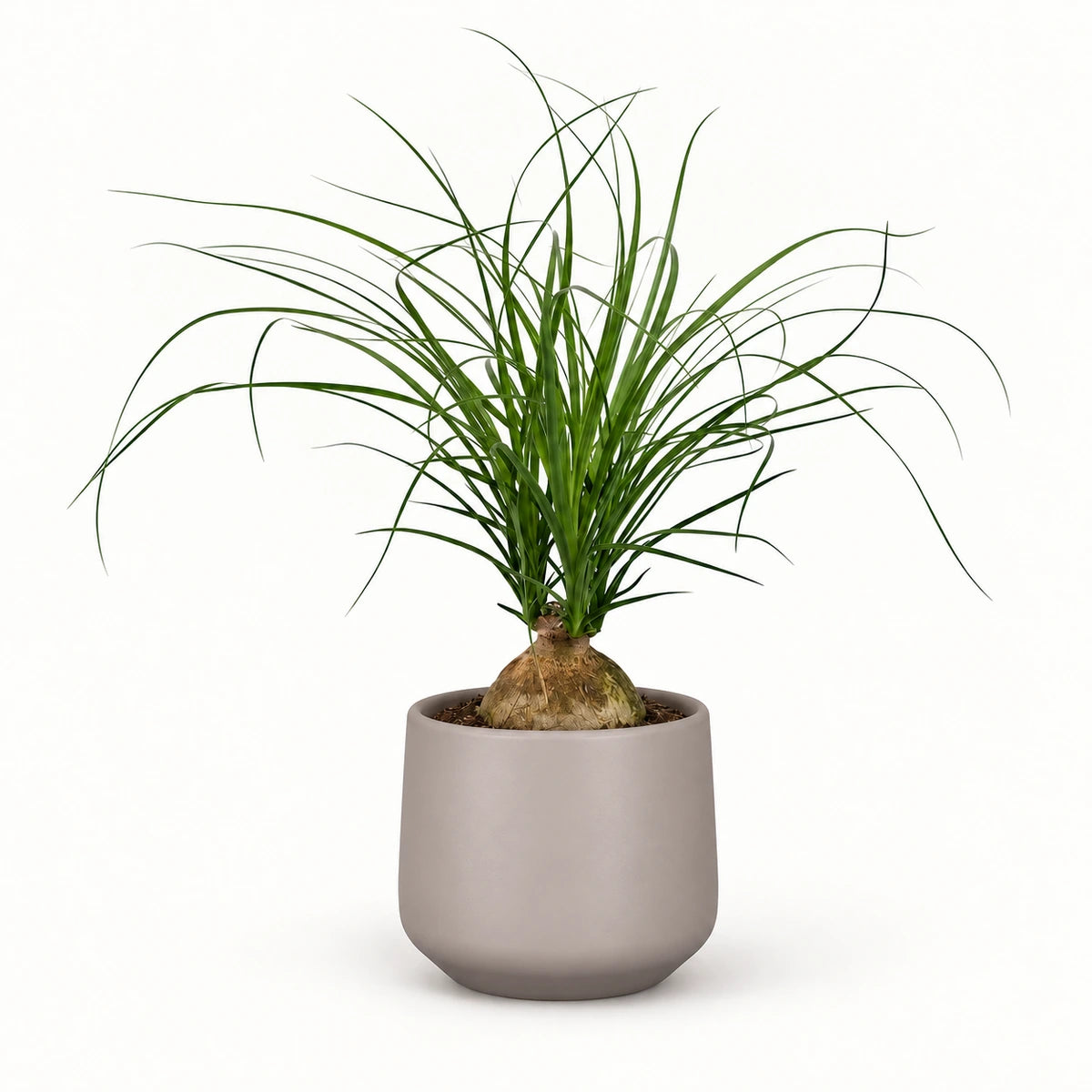 Nolina recurvata 'ball' 12cm + Amber taupe matt 13cm (1097322)
