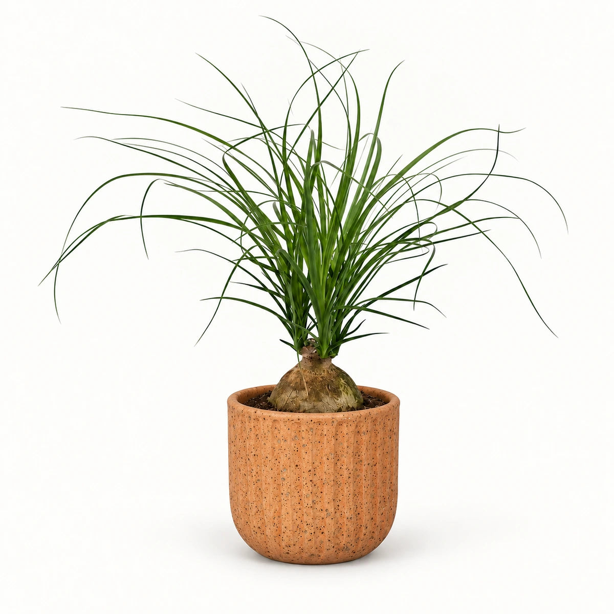 Nolina recurvata 'ball' 12cm + Dante l. brown 14cm